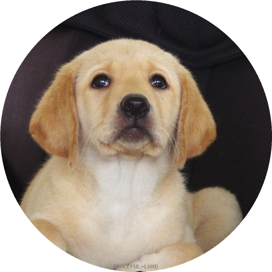 英国ラブラドールの子犬(A child of マナスル & ベローナ) 英国ラブラドールの子犬